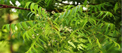 Moringa
